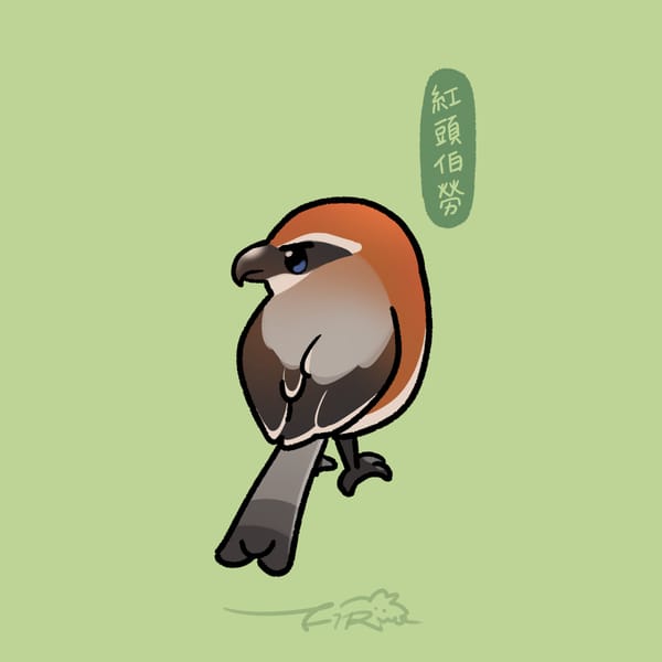 【日日有鳥伴】週週有鳥報 - 第二期