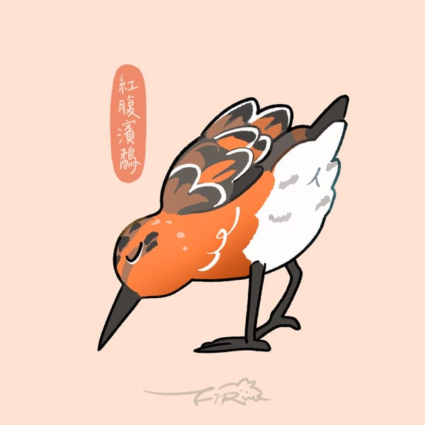 【週週有鳥報】第十三期